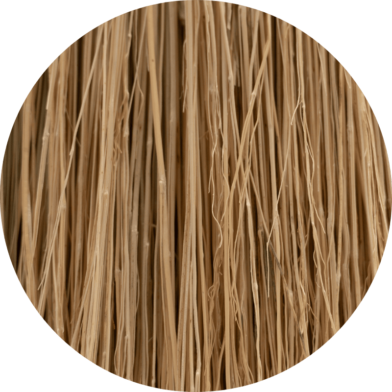 focus-herbe-sorgho-balais