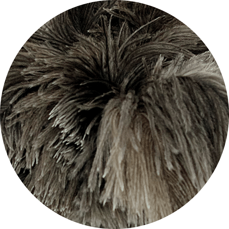 focus-plumes-autruches