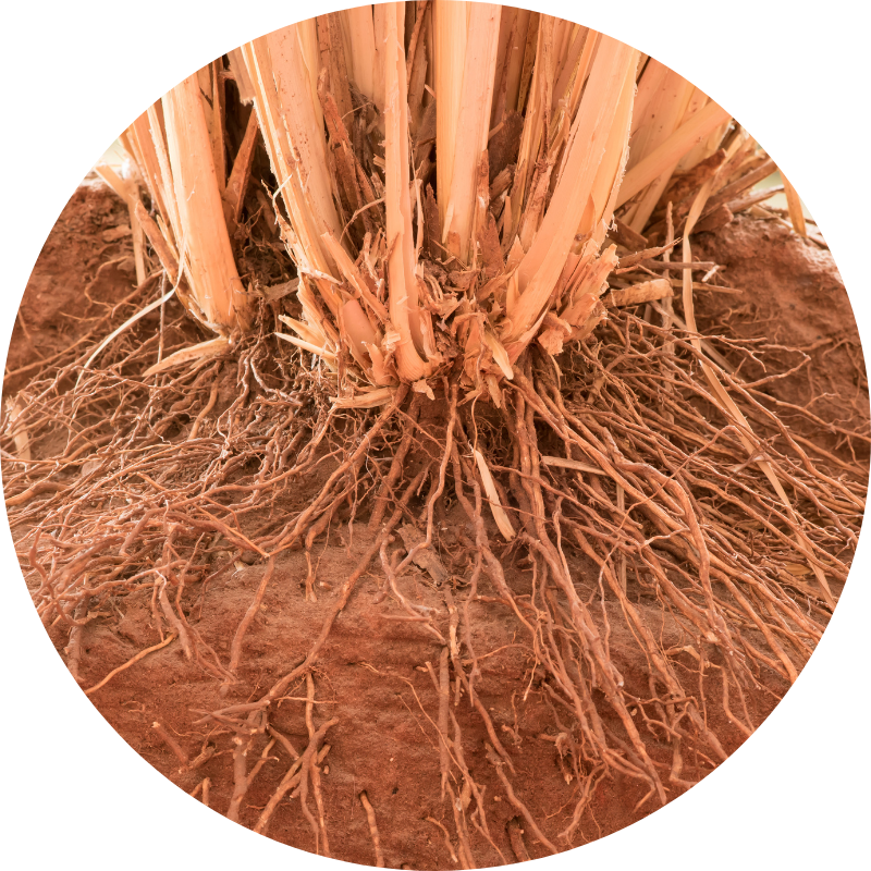 racines -vetiver-terre