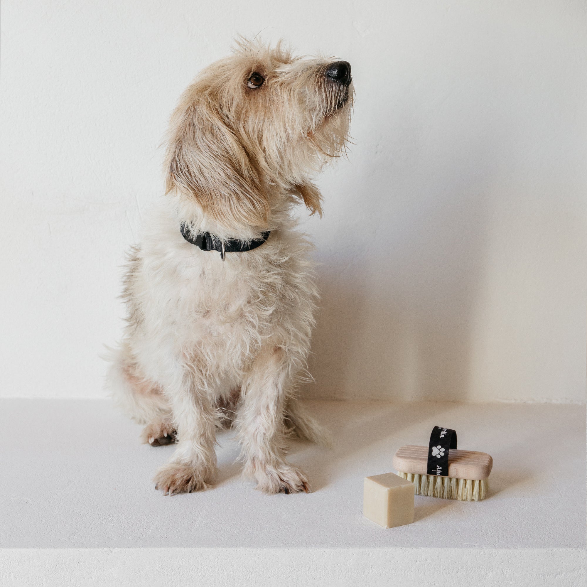Bath and massage dog brush & soap set